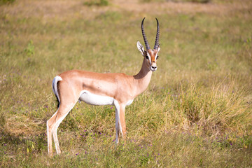 Native antelopes in the grasland of the Kenyan savannah