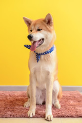 Cute Akita Inu dog sitting on carpet near color wall
