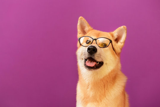 Cute Akita Inu dog with glasses on color background