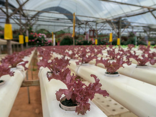 Green Organic vegetable garden.Plants on a vegetable in farm.