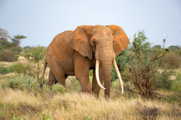 An elephant is walking between the bush