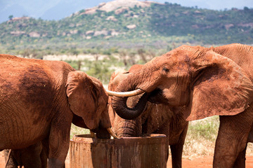 Fototapeta na wymiar Elephants drink water from a water tank
