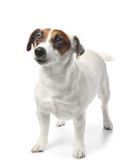 Cute funny dog and bowl with dry food on white background