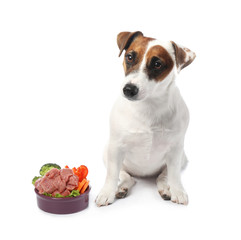 Cute funny dog and bowl with healthy food on white background