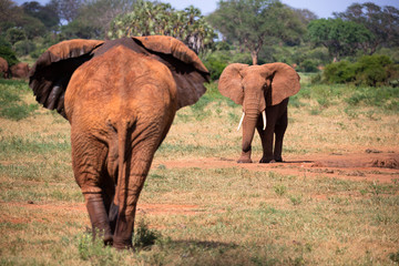 Eleophants walk in the savannah between the plants