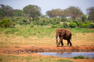 Fototapeta na wymiar A big red elephant is walking on the bank of a water hole