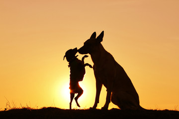 Two silhouette dogs on a background of a sunset, breed Malinois and Pinscher