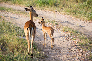 Native antelopes in the grasland of the Kenyan savannah