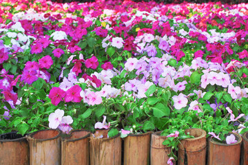 Colorful multicolored impatiens balsamina flowers blooming  in gaden with bamboo fence , nature group