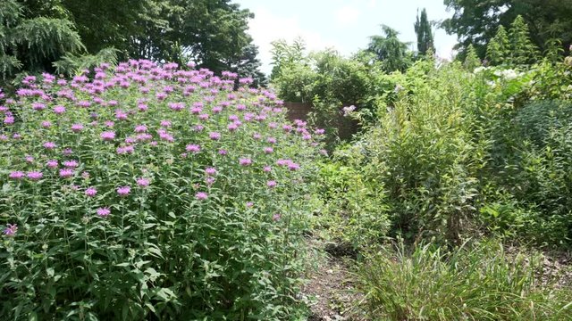 Tall clump of bee balm