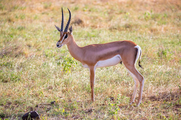 Native antelopes in the grasland of the Kenyan savannah