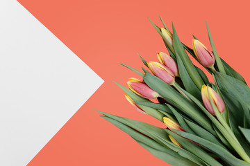 Fototapeta na wymiar Tulip bouquet, background color 2019, pantone