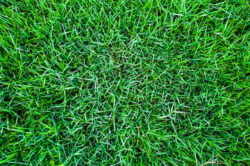 Green botanic fresh grass background