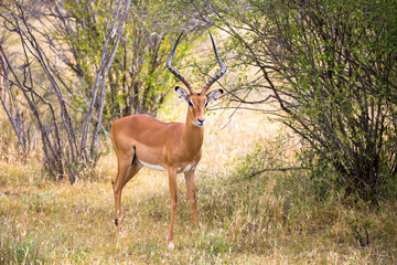 Naklejka na ściany i meble An antelope in the grassland of the savannah in Kenya