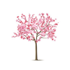 Vector realistic sakura tree with pink petal