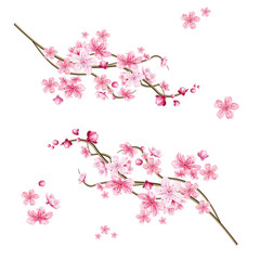 Vector realistic sakura tree with pink petal © belokrylowa