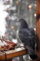 Hoar pigeon on the balcony near Christmas tree
