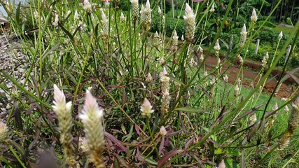 beautiful wildflowers in the forest