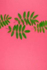 Green rowan tree leaves on bright pink background