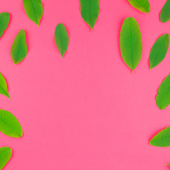 Flat lay pattern with fresh green leaves