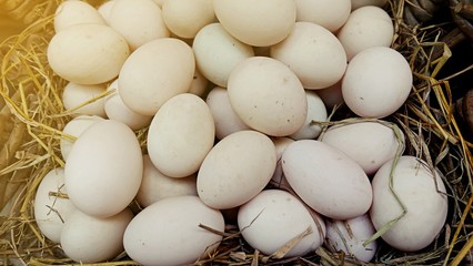 Duck eggs on a cage. Closeup of duck eggs.