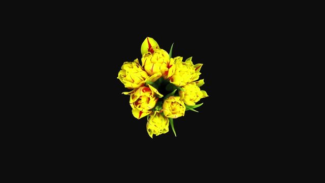 Time-lapse of opening yellow-red tulips 4d3 in RGB + ALPHA matte format isolated on black background, top view