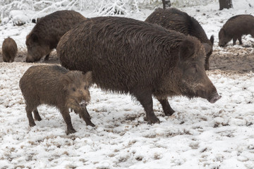 Young Wild Boar Europe
