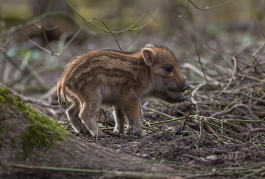 Young Wild Boar Europe