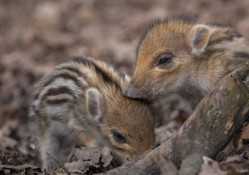 Young Wild Boar Europe