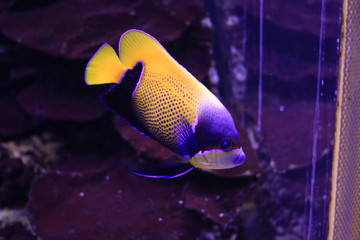 tropical fish