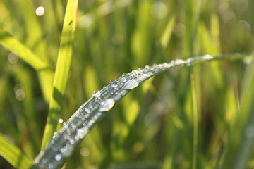 dew on the grass