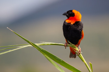 red bishop on reed 