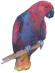 Watercolor bright hand-drawn bird on the white isolated background. Decorative clipart element. Spring and summer season bird.