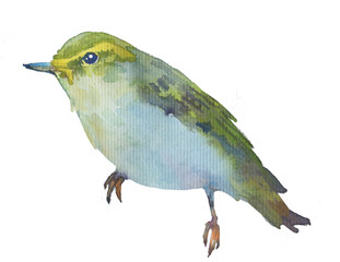 Watercolor bright hand-drawn bird on the white isolated background. Decorative clipart element. Spring and summer season bird.