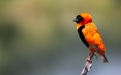 Red Bishop on branch