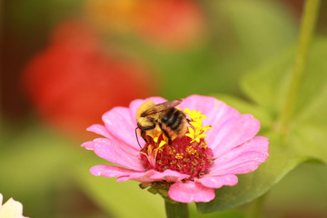 bumblebee on the flower
