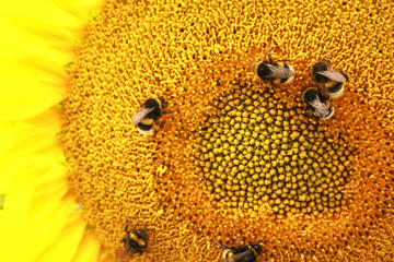 bumblebee on a sunflower