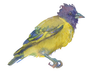 Watercolor bright hand-drawn bird on the white isolated background. Decorative clipart element. Spring and summer season bird.