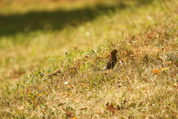 bird in the grass