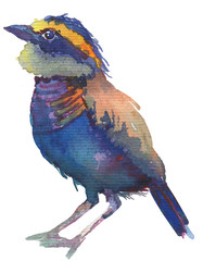 Watercolor bright hand-drawn bird on the white isolated background. Decorative clipart element. Spring and summer season bird.