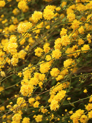 Naklejka na ściany i meble Kerria japonica pleniflora. Branches du Corète du Japon garnies de fleurs doubles de couleur jaune profond