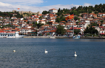 Swans are swimming on Lake Ohrid Macedonia