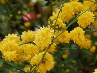 Kerria japonica pleniflora. Branches du Corète du Japon garnies de fleurs doubles de couleur jaune profond