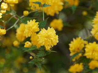 Kerria japonica pleniflora. Branches du Corète du Japon garnies de fleurs doubles de couleur jaune...