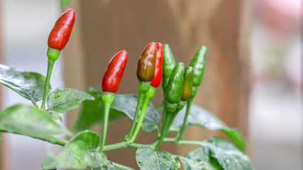 close up of red and green birds eye chillies on the bush with blured background