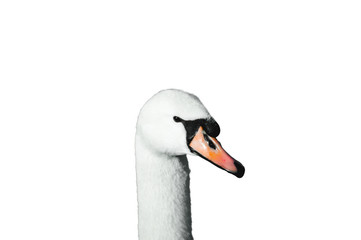 Fototapeta premium Swan isolated