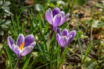 Close-up three striped purple crocuses King of Striped in  bright spring sun. Blurred background with green garden. Selective focus. There is a place for text.