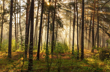 Fototapeta na wymiar Morning. Walk in the woods. Sun rays.