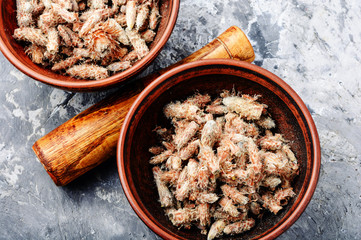 Pine buds, natural healer