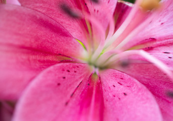 Close up of Lily flower blooming on soft light morning